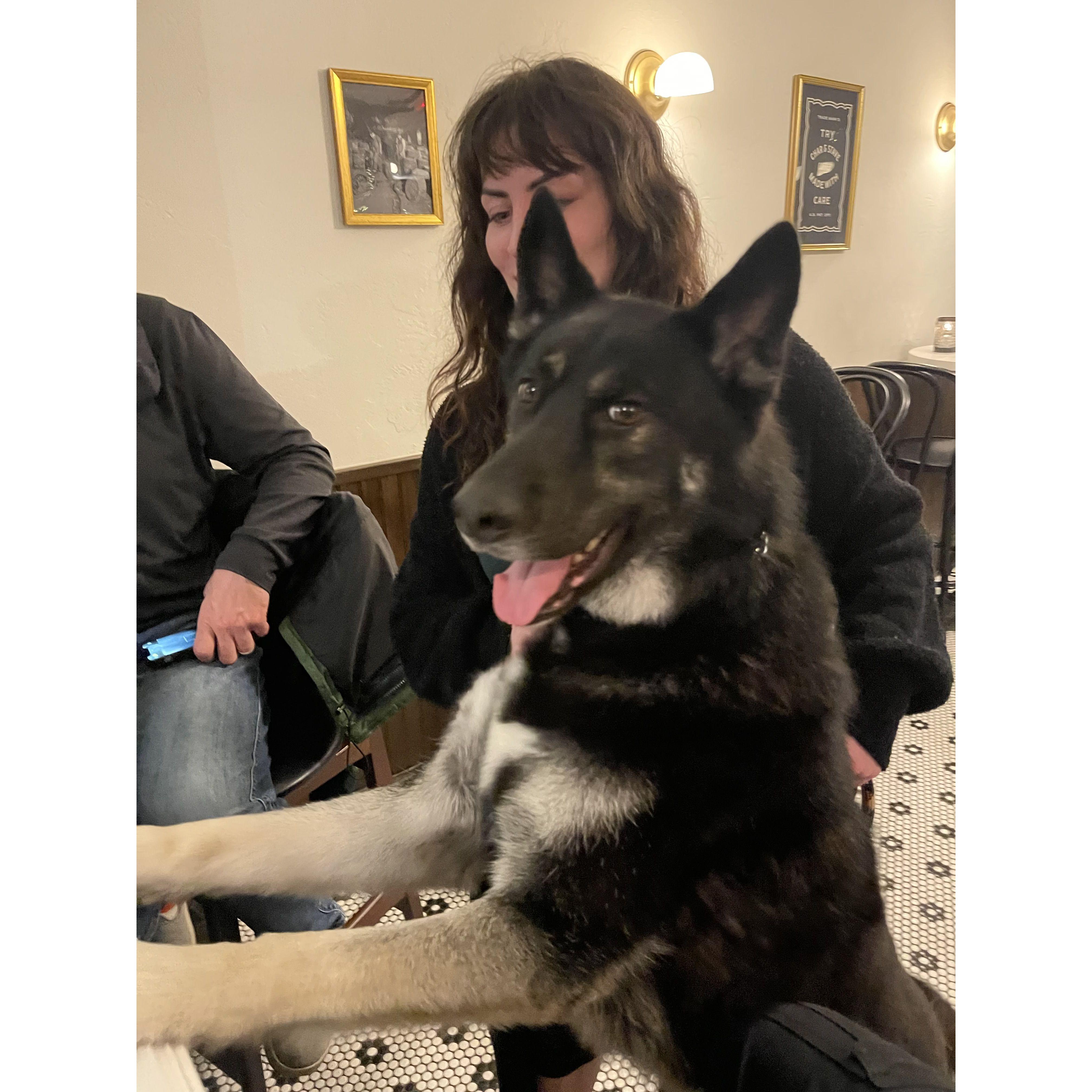Good boi Radagast asks for treats at the local bar.