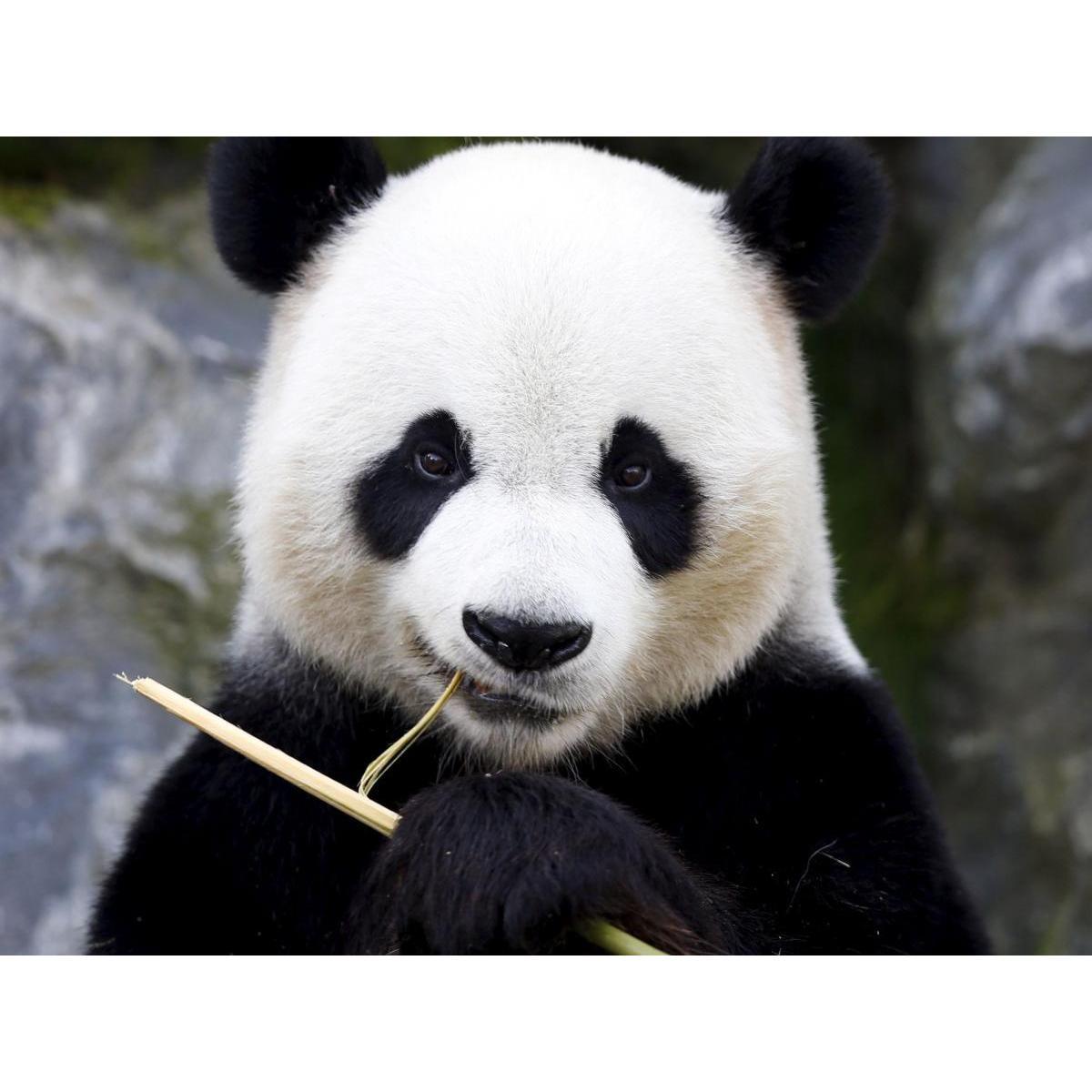 Panda Bear training