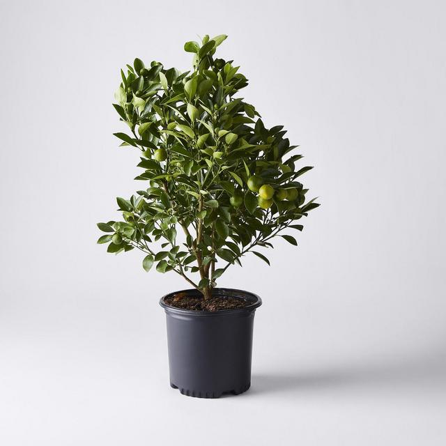 Via Citrus Calamondin Orange Tree