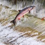 Friends of the Issaquah Salmon Hatchery