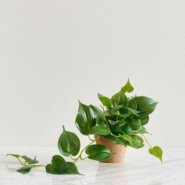 Potted Trailing Houseplant 18"L