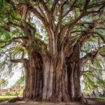 Tree of Tule