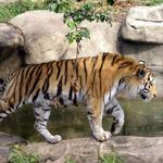 Brookfield Zoo