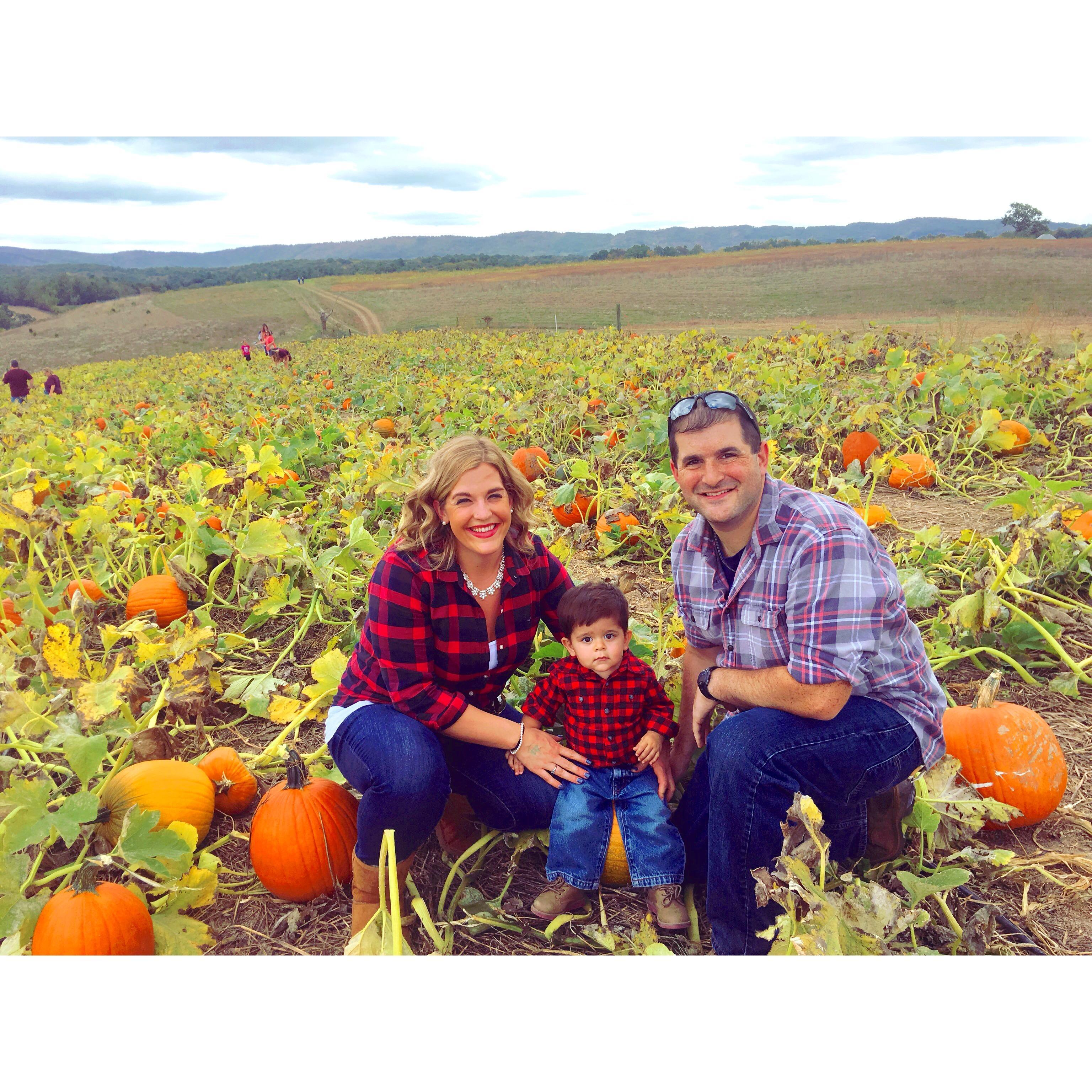 First pumpkin patch picking in October 2017