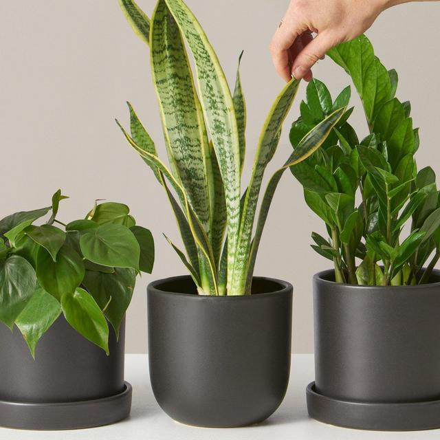 Classic Plant Subscription