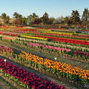 Date of the Month May - Holland Tulip Festival