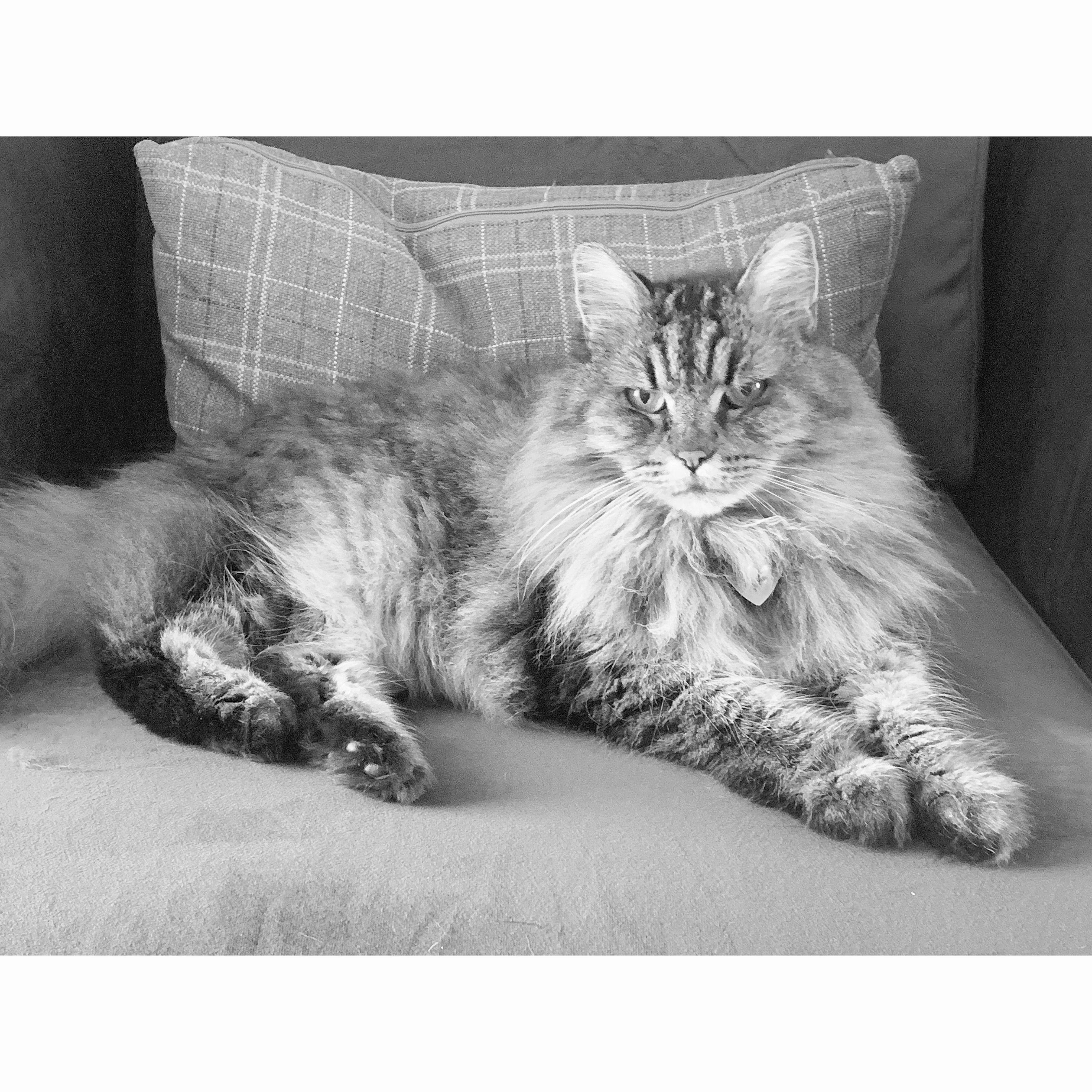 This is Numa our 13 year old cat
