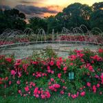 Columbus Park of Roses