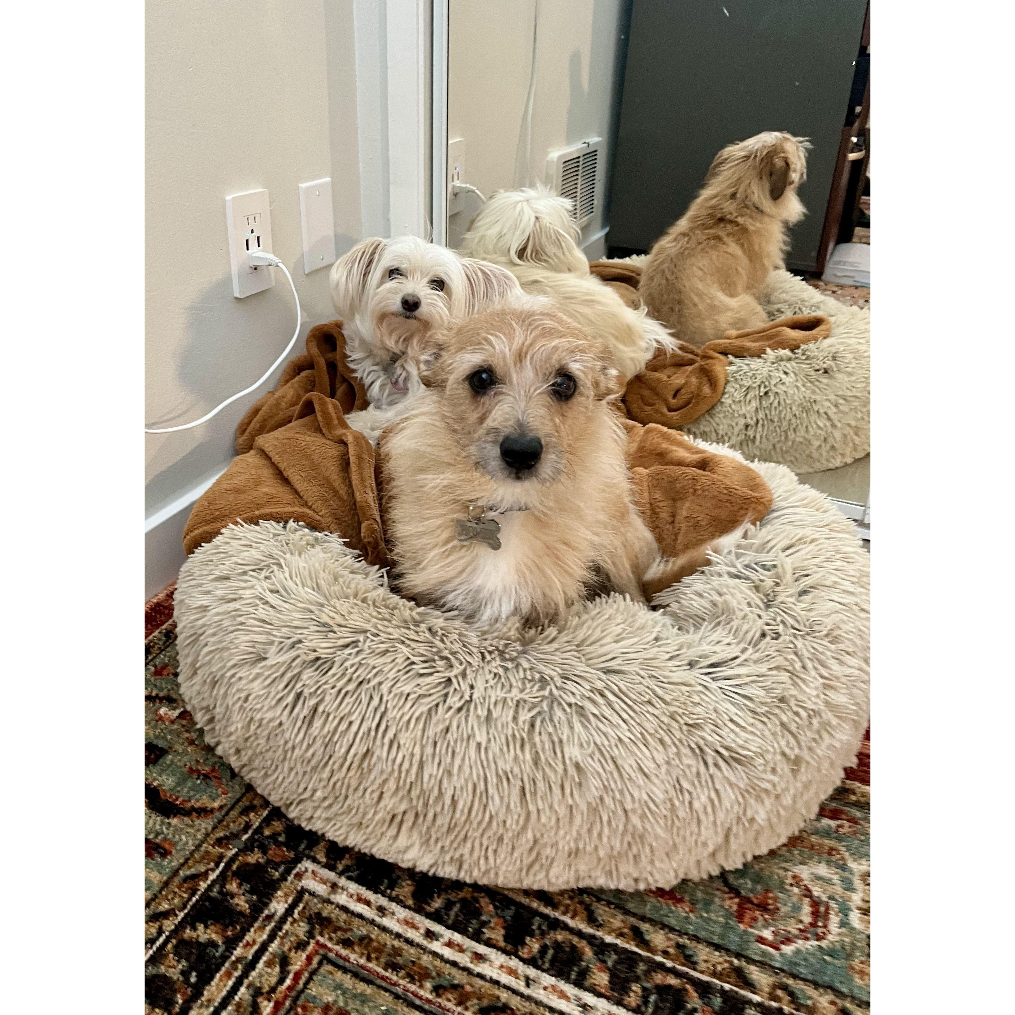 Penny & Homer had to make an appearance