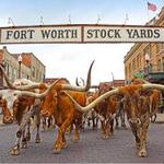 Stockyards Boulevard