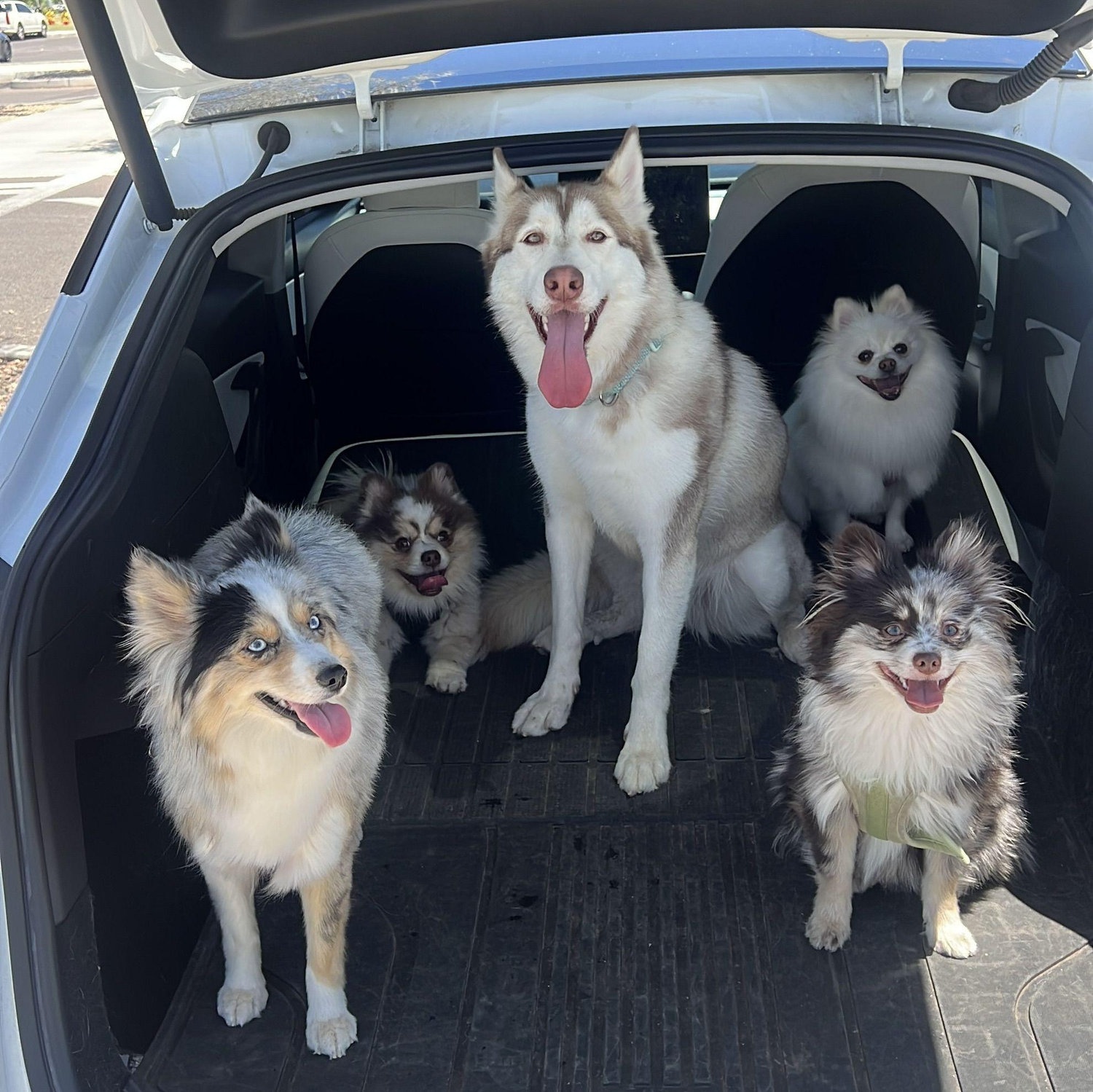 Our fur babies