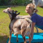 Galena Goat Yoga
