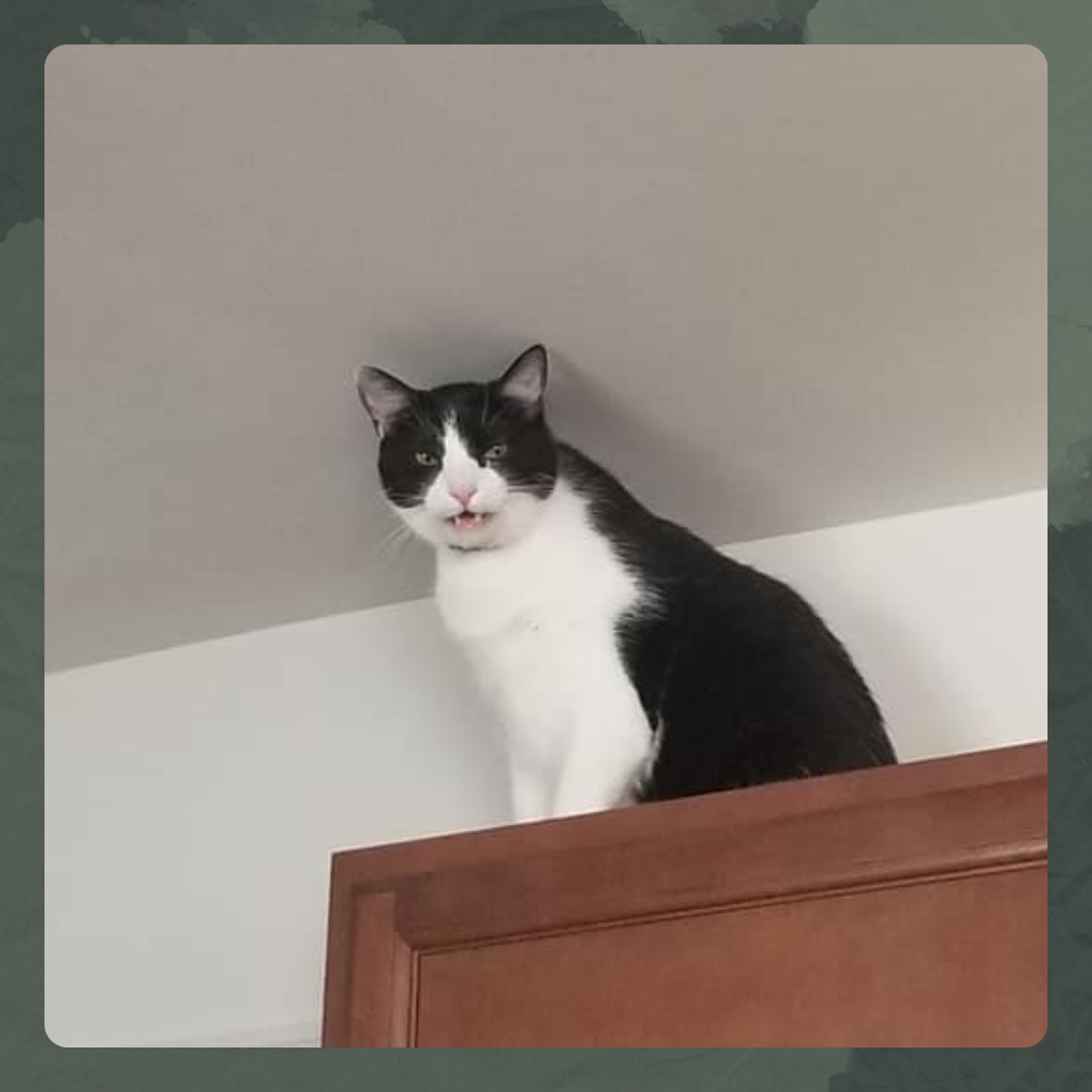 Our cat Artemis (king of the cabinets)