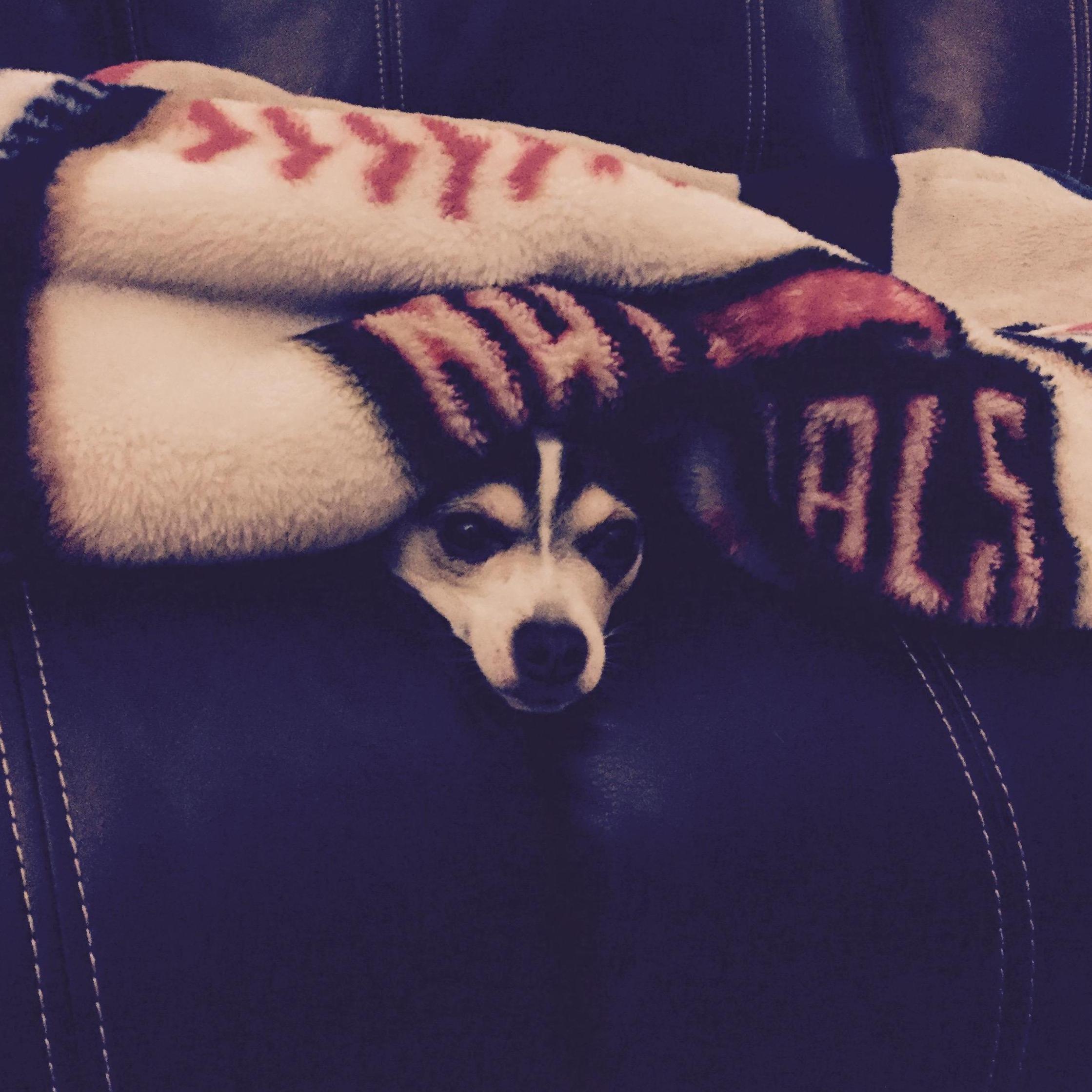 Now Sammy's a National's fan too, 2014