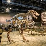 Natural History Museum of Utah