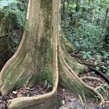 El Yunque National Forest