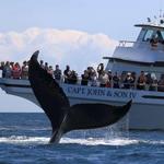 Whale Watch - Captain John Boats