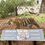 Mike the Tiger's Habitat