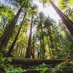 Muir Woods National Monument