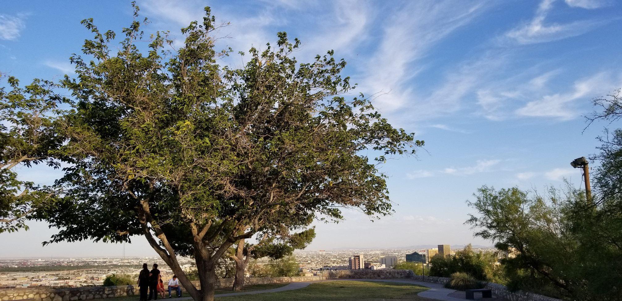 The Wedding Website of Codell Rodríguez and Alaíde Ventura Medina