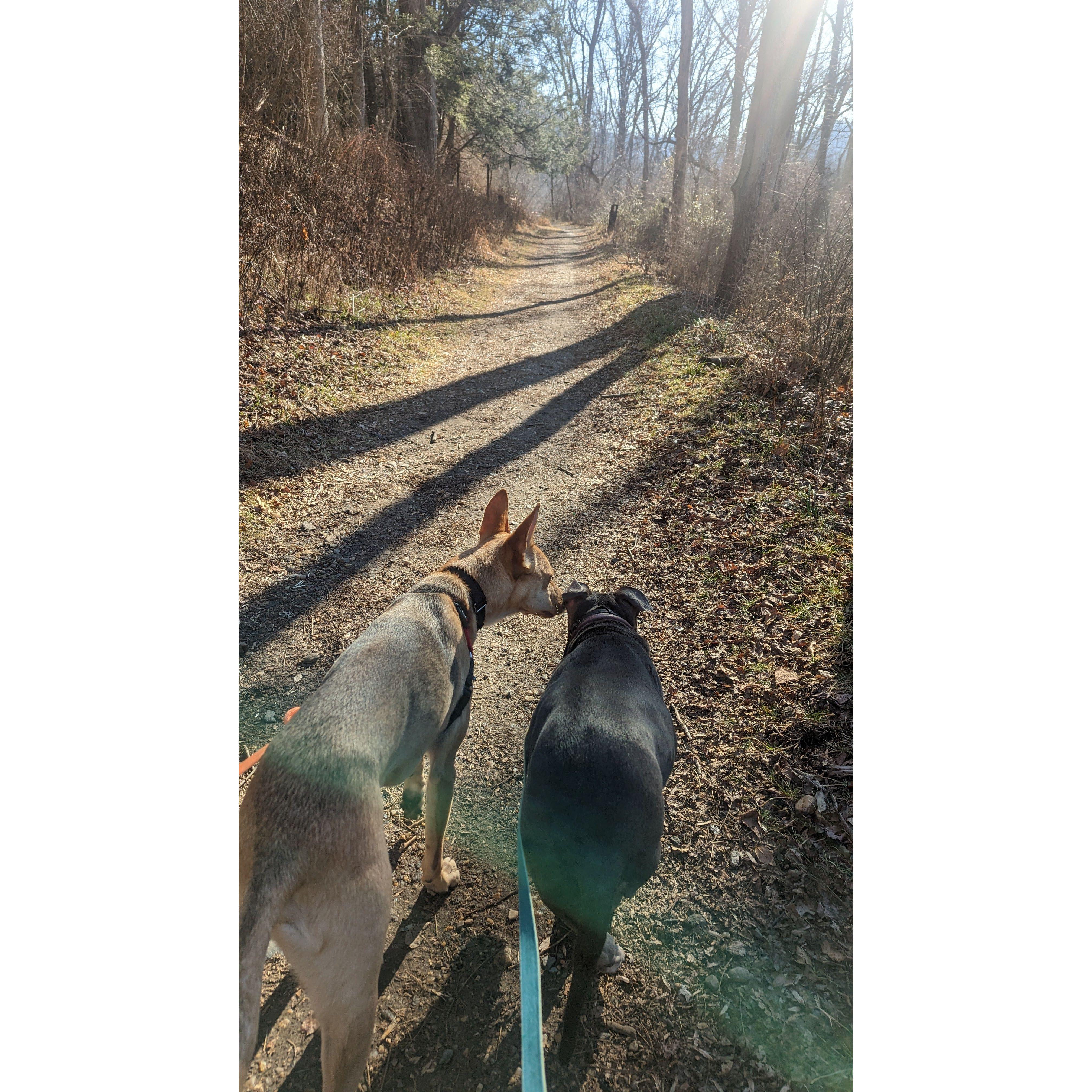 The pups love each other :)