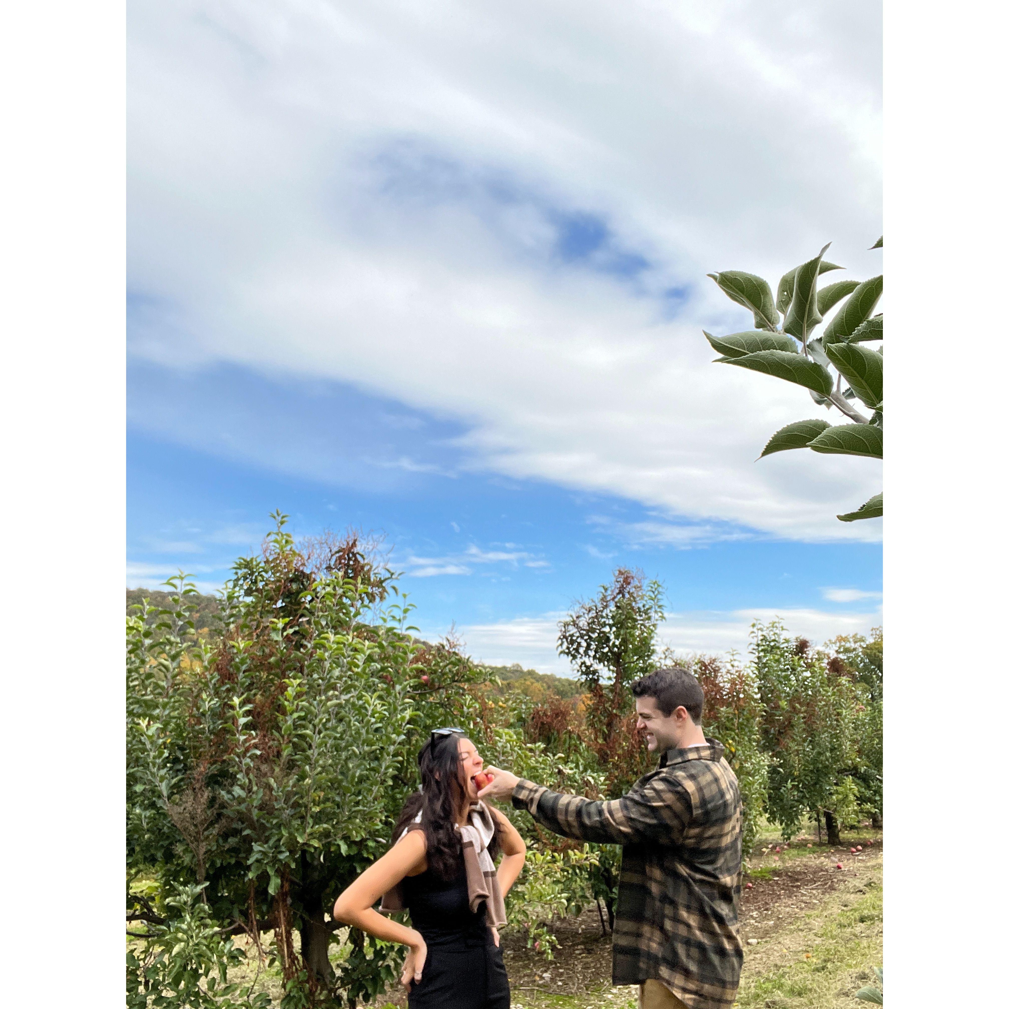 Apple Picking