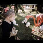 Sarasota Jungle Gardens