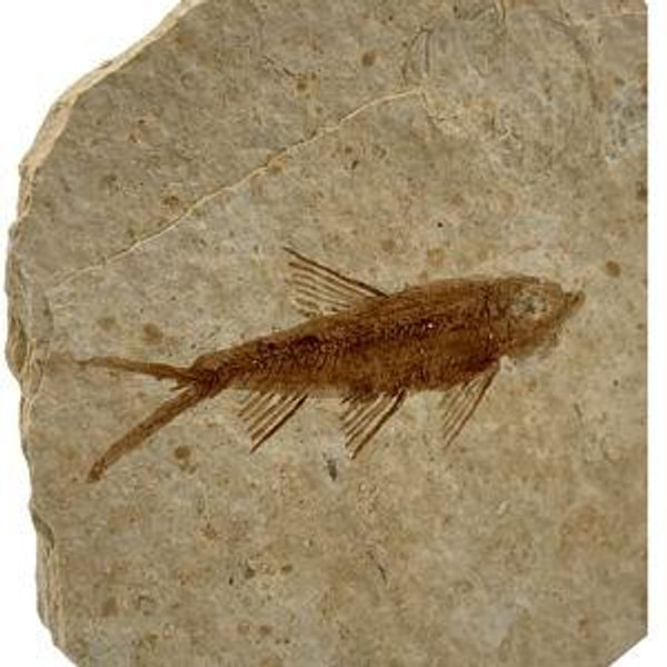 Fossil Hunting Expedition in Wyoming