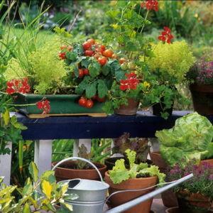 Patio Garden Plants (Credit Card)