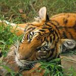 Woodland Park Zoo