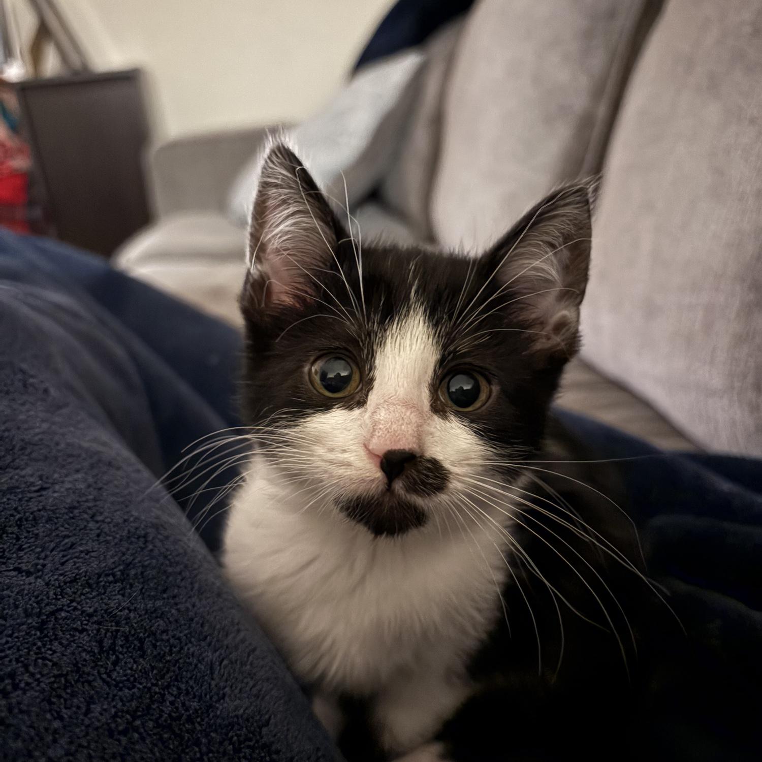 Adopted our kitten, Charli! January 2025💚