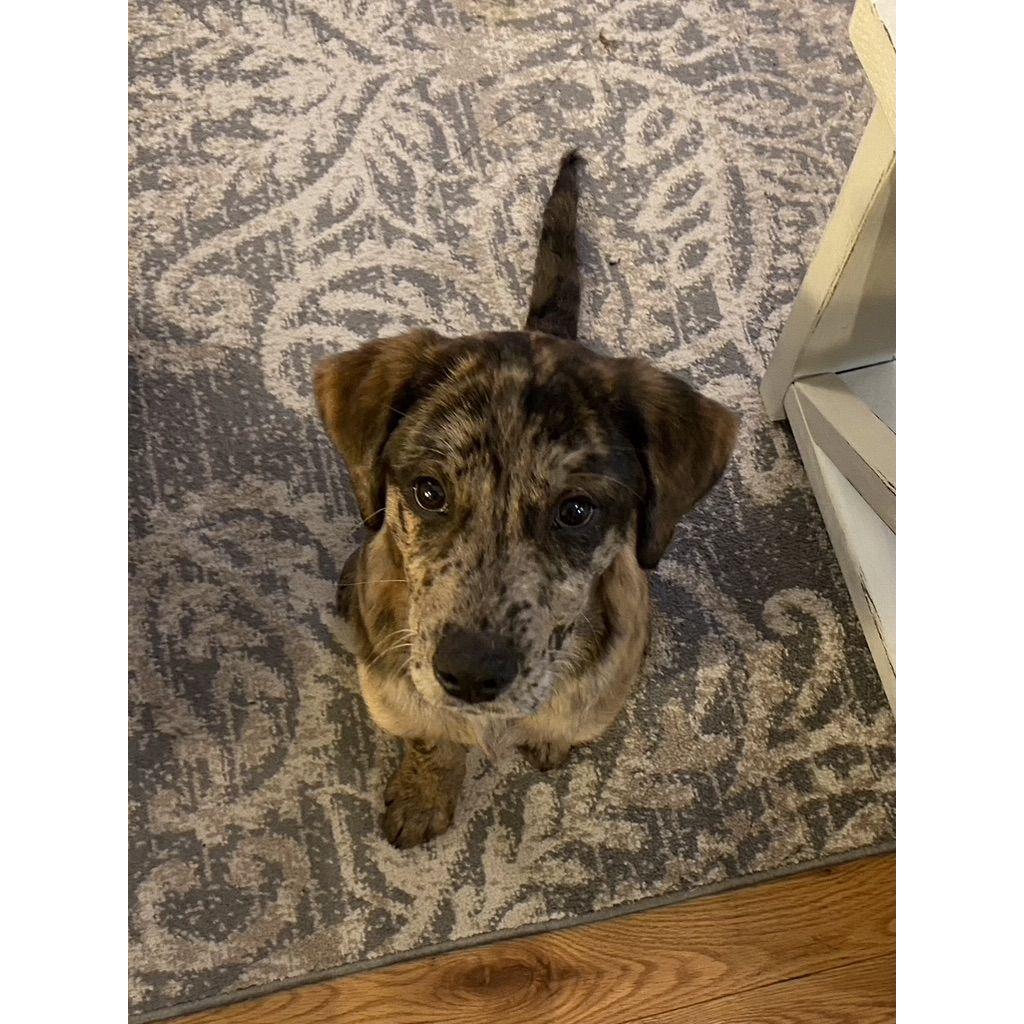 The day we got Theo :)