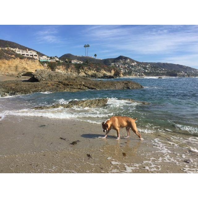 Taking our dog to his favorite place--the beach - Laguna Beach, CA - November 2016