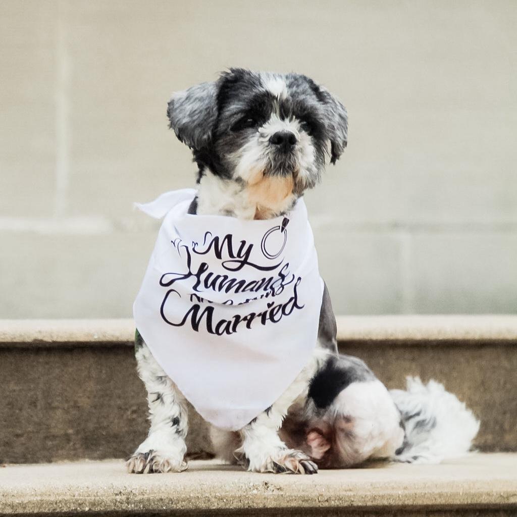 Pickle “My Humans Are Getting Married” 🥹