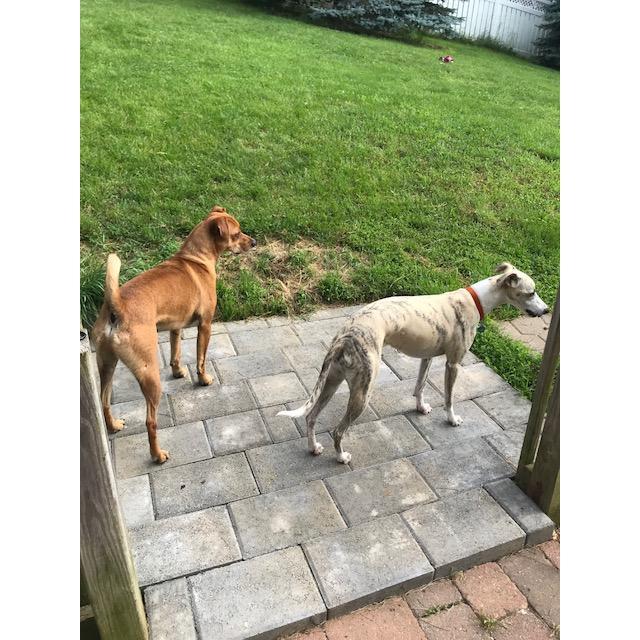 Zippo and Keks in the backyard.