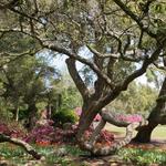 Airlie Gardens