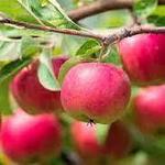Narrow Lane Orchard