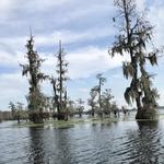 Champagne's Cajun Swamp Tours