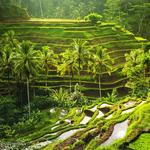 Ubud