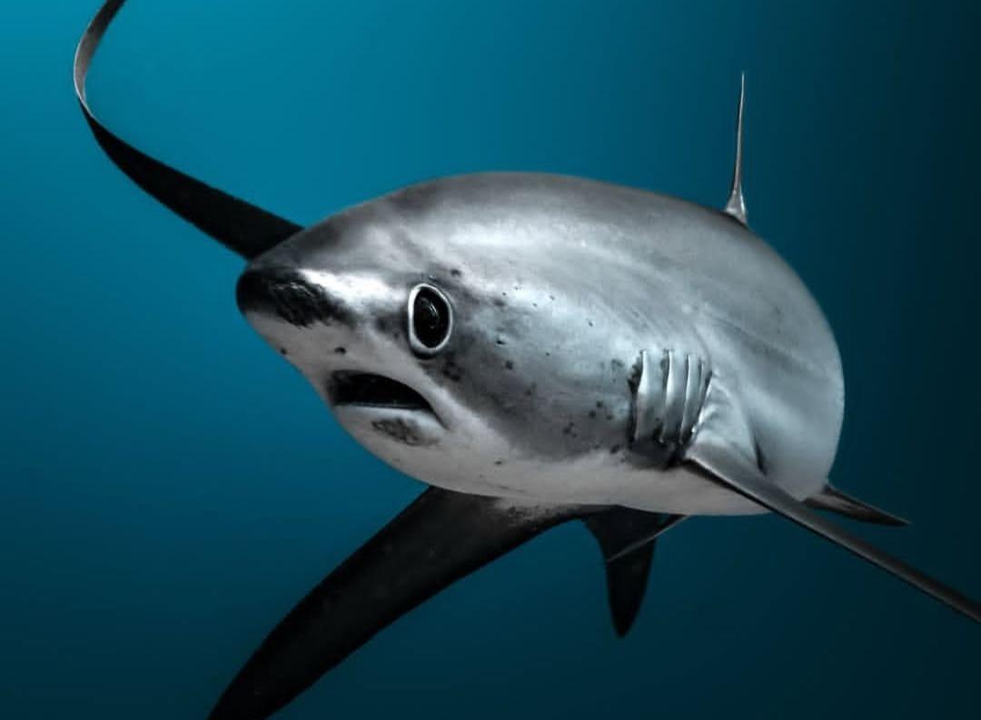 The Wedding Website of Freddy Antonio Hernandez and Yisenia Lynn Acevedo