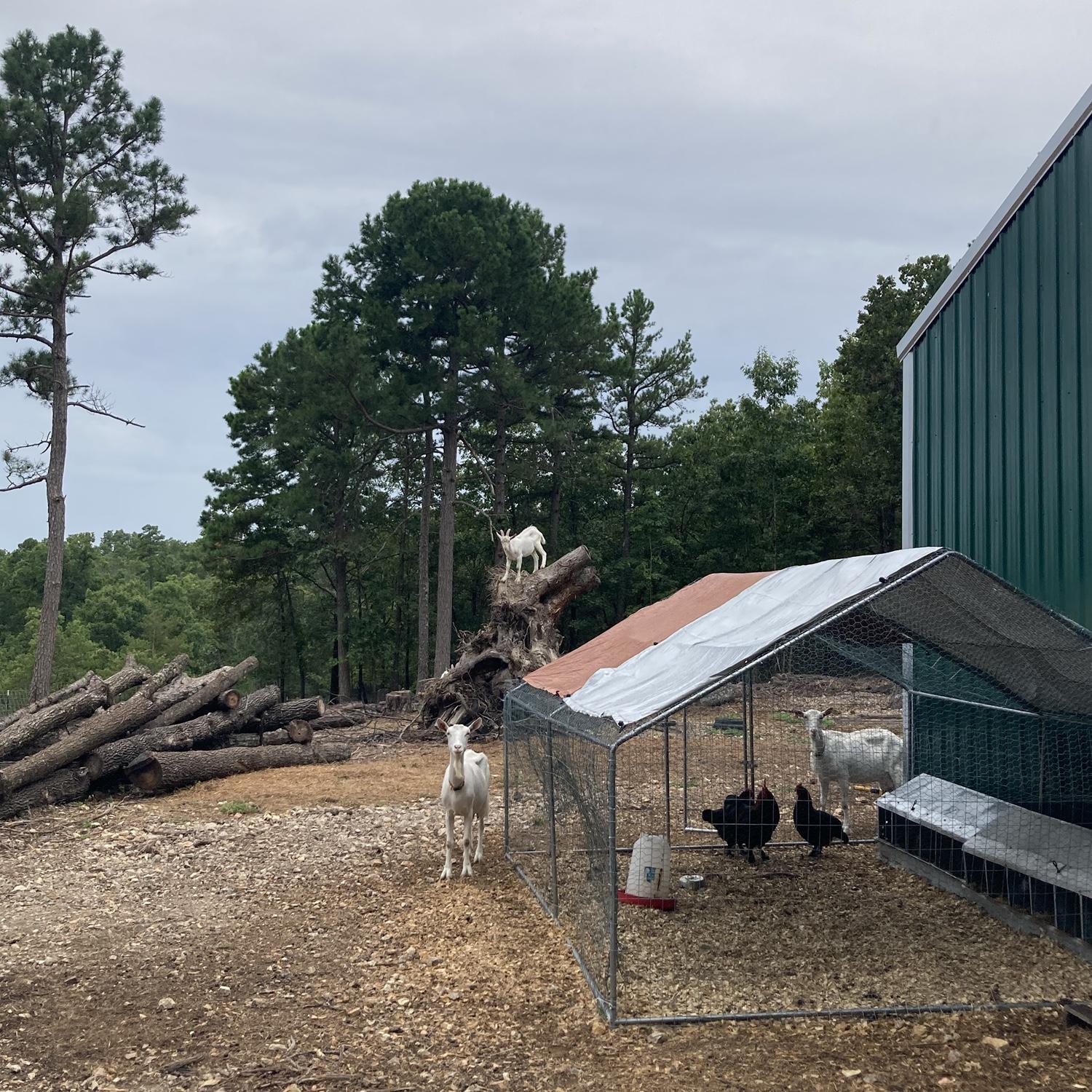 Putting together a chicken coop for our new chickens, copper marans