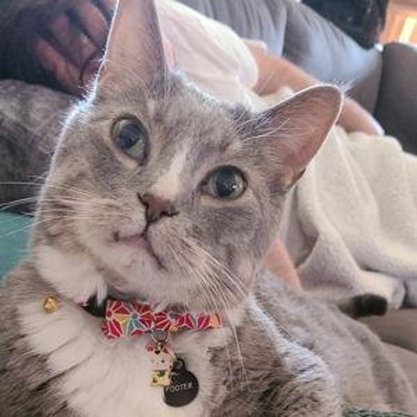 Year's Supply Of Kitty Treats