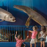 Hastings Museum