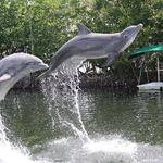Dolphin Encounters