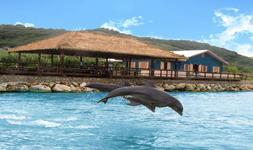 Dolphin Cove