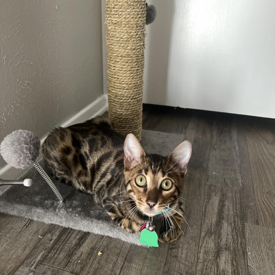 Anna Harrison