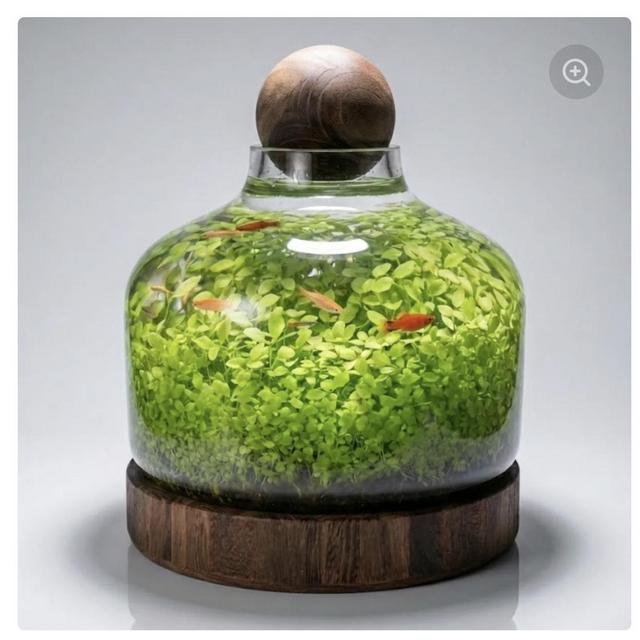 Clay’s Fish for the Ecosystem