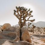 Joshua Tree National Park