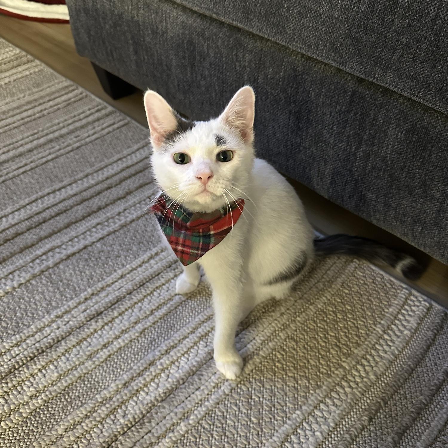 We are pleased to introduce you to the first member of the Van Meter family, Davey our kitten! Jake rescued Davey from one of his job sites and we are so happy to have him apart of our family.