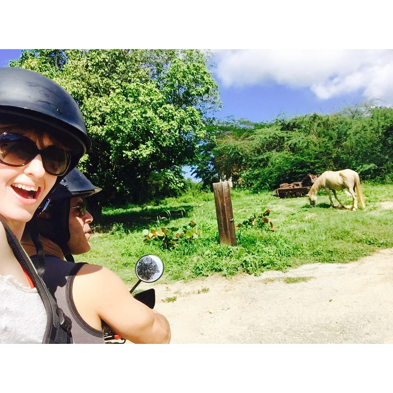 Taking an adventure with the wild ponies of Vieques, PR.